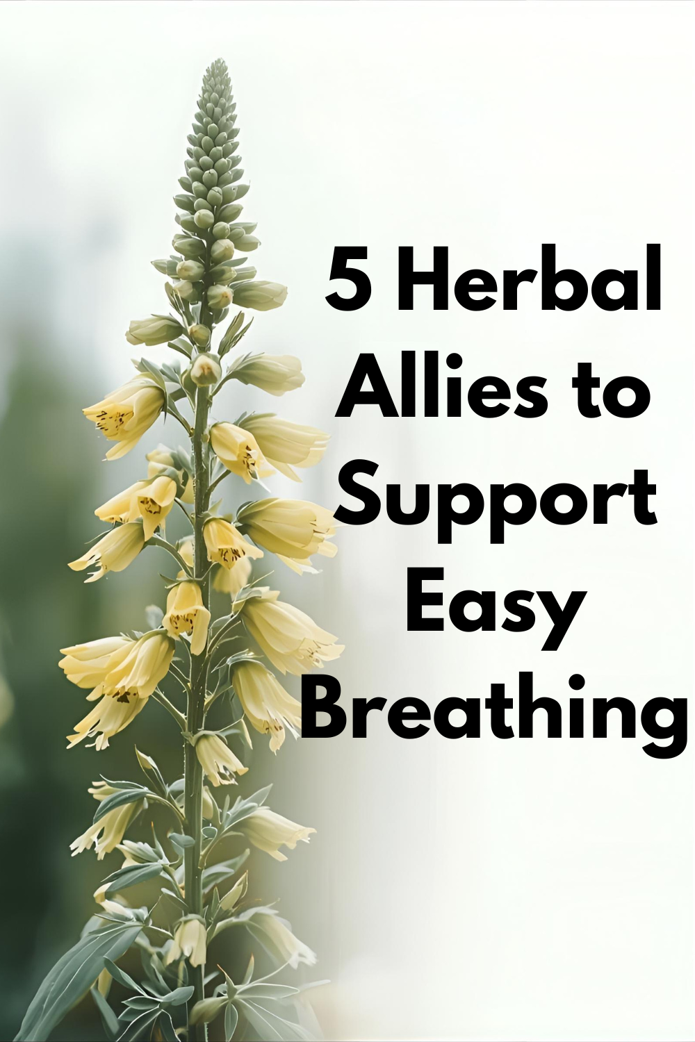 5 Herbal Allies to Support Easy Breathing